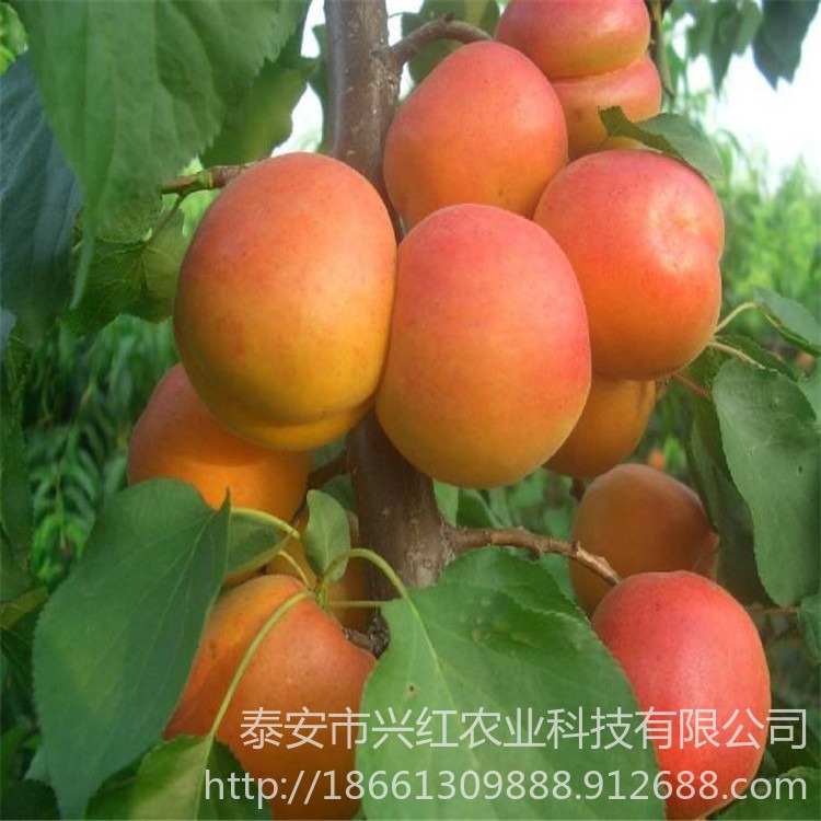 珍珠油杏杏树苗新品种 杏树苗价格 杏树苗品种图片