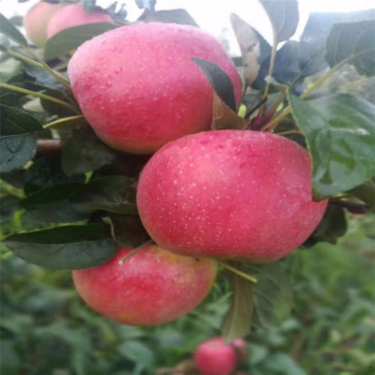 山东苹果树苗产地货源充足 新品种美国红蛇果花牛苹果苗
