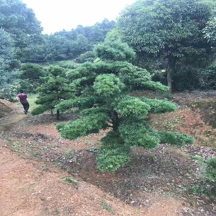 精品造型罗汉松基地 精品日本造型 罗汉松盆景乔木 专业供应造型罗汉松  树巧缝苗木