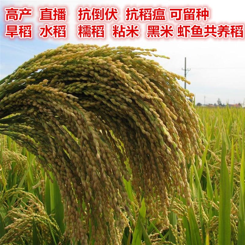 山稻种子水稻种子旱稻种子优质高产圆粒稻谷种子品种亩产高达千斤图片