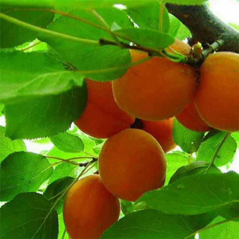  杏树苗 销售信息 亿通园艺场 珍珠油杏树苗 生产基地