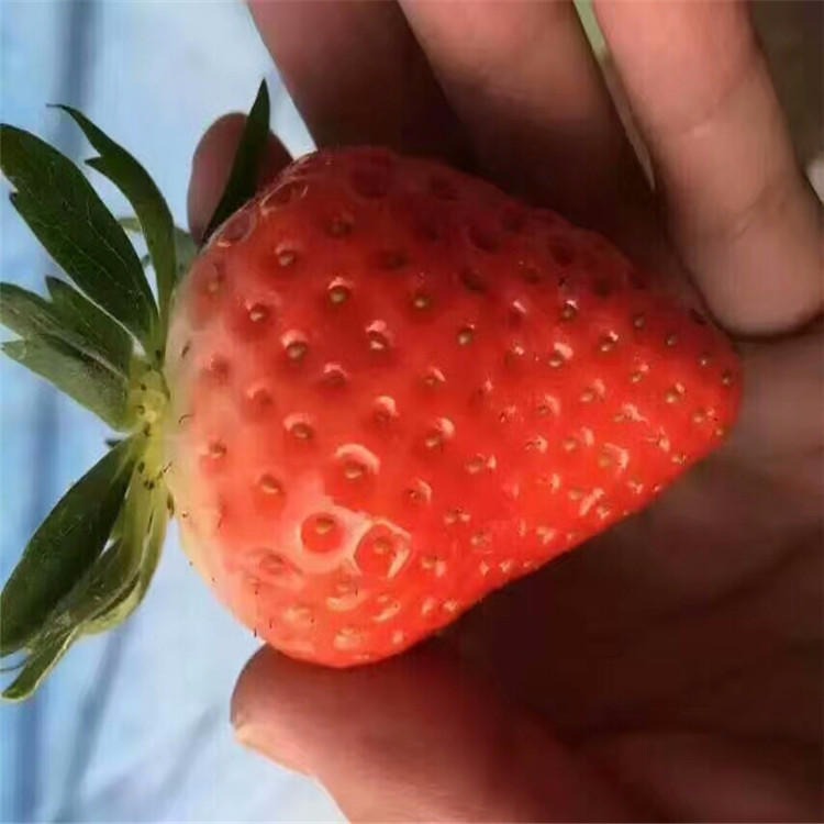 草莓苗价格 兴红农业草莓苗大量种植 良种草莓苗农户现挖现卖