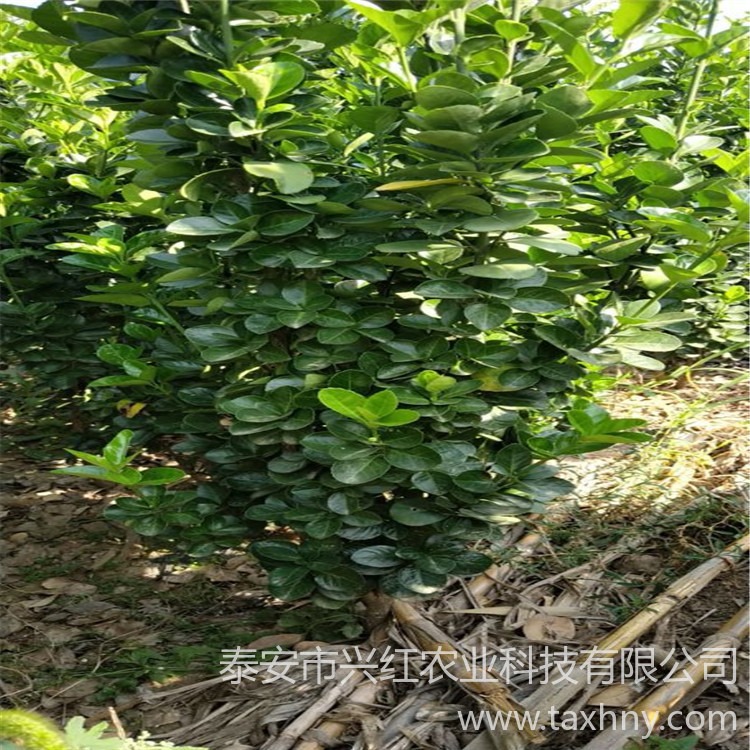 3米北海道黄杨价格查询表 4米丛生北海道黄杨 现货供应优质树苗
