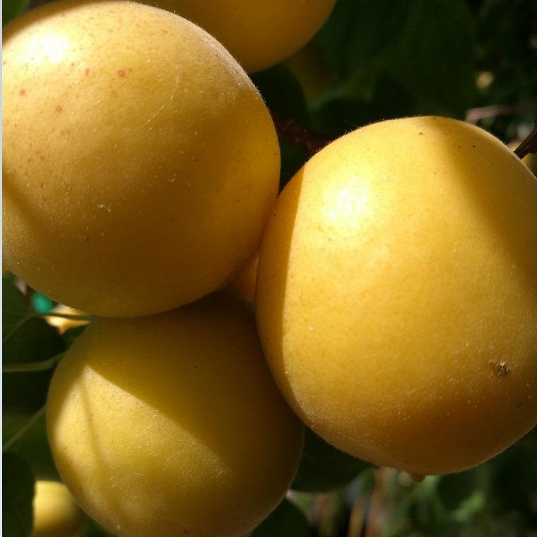 供应杏树苗新品种香杏树苗批发