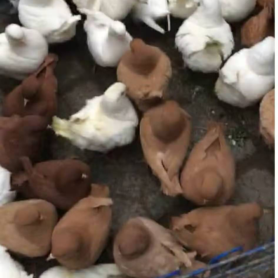 元宝鸽养殖 种鸽养殖场 聚佳 散养肉鸽 批量出售