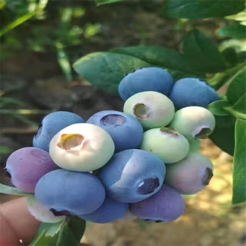 蓝莓苗 (10)