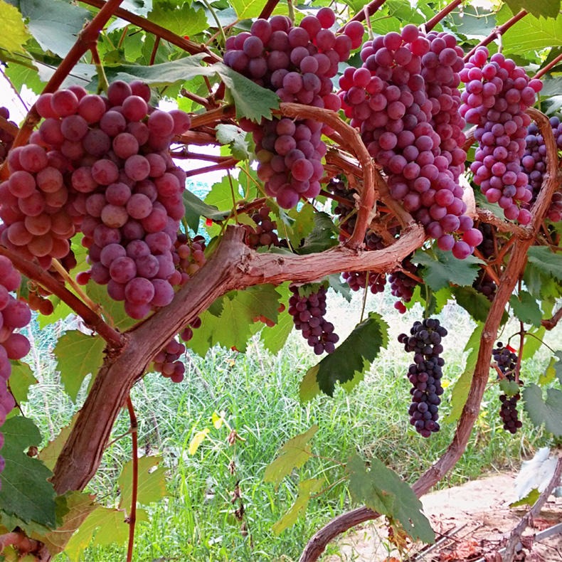 葡萄种植大棚 2019新型葡萄种植大棚造价 嘉诺温室大棚