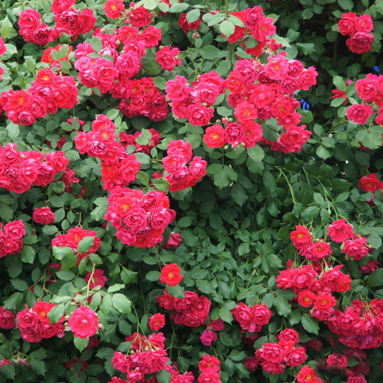 基地直销 各种藤本植物  优质爬墙梅红花蔷薇四季开花 爬墙蔷薇示例图18
