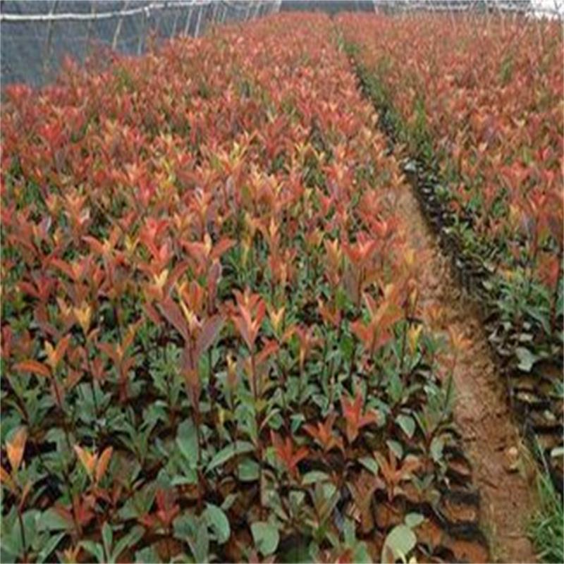 出售工程苗红叶石楠苗  1米高红叶石楠球价格 营养钵红叶石楠苗示例图9