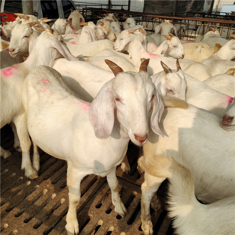 白山羊批发养殖 努比亚黑山羊 波尔山羊羊羔 美国白山羊种羊价格示例图14