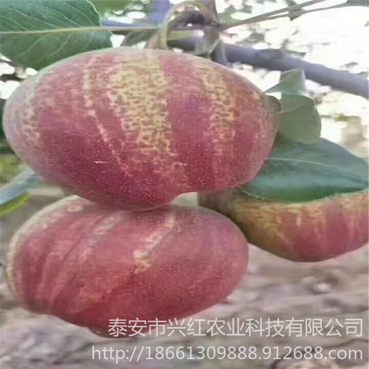 兴红农业2公分新梨七号梨树苗价格 梨苗价格优惠厂家提供种植指导