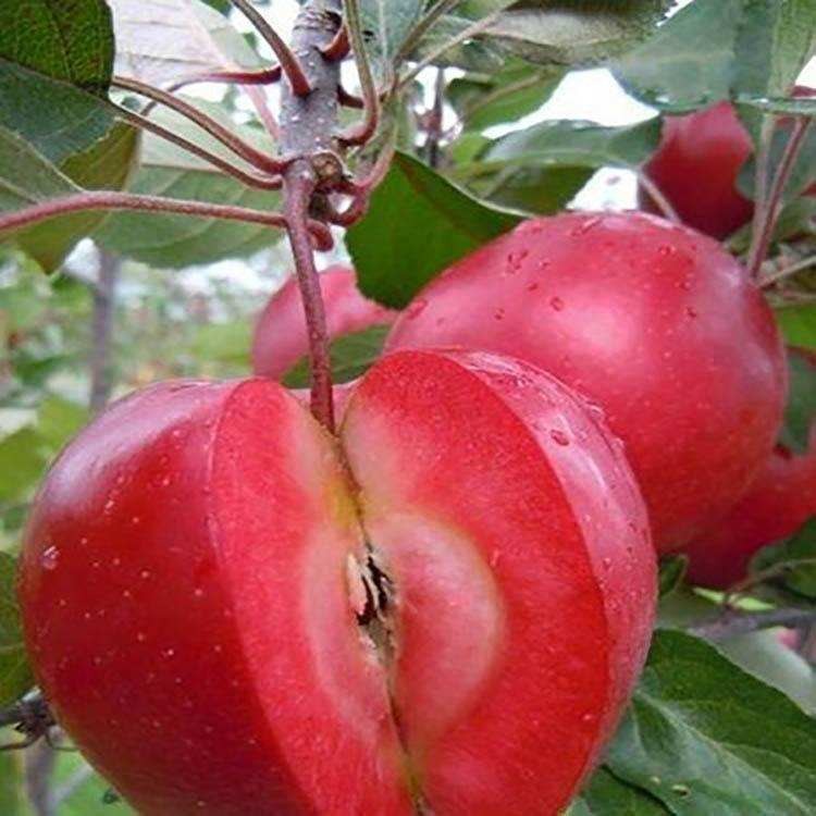 红心苹果树苗瑞士红色之爱红肉苹果苗树庭院地栽盆栽南方北方种植