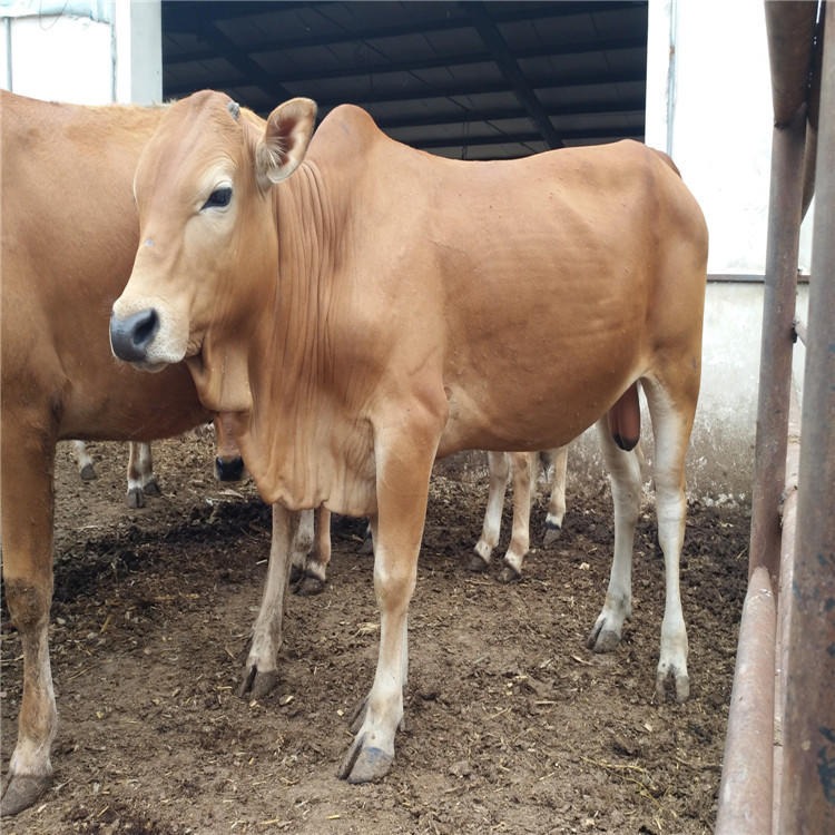 出售鲁西黄牛-批发鲁西黄牛苗价格-种牛犊-牛犊纯种种牛苗-龙翔牧业图片