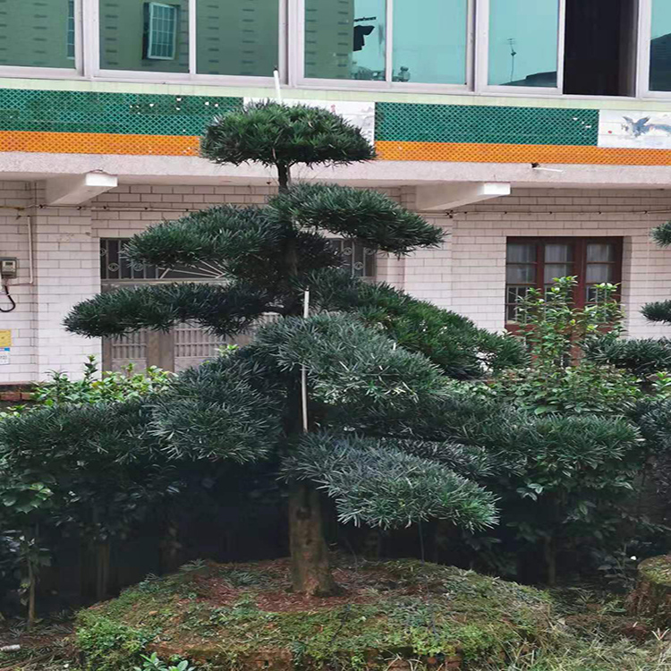 造型罗汉松苗木基地 日本罗汉松造型技术 35公分造型罗汉松 树巧缝苗木