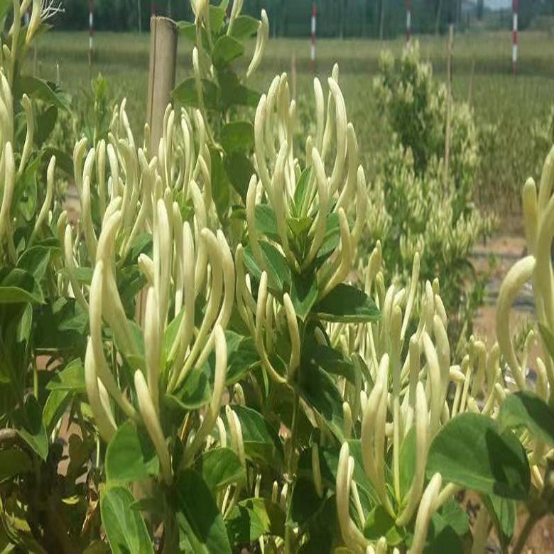 平邑农丰 金银花盆景新品种推广  四季高产金银花自有苗圃