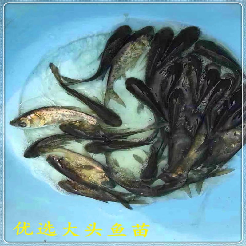 辽宁锦州淡水大头鱼苗 大头养殖胖头鱼苗 仙骨大头鱼苗图片