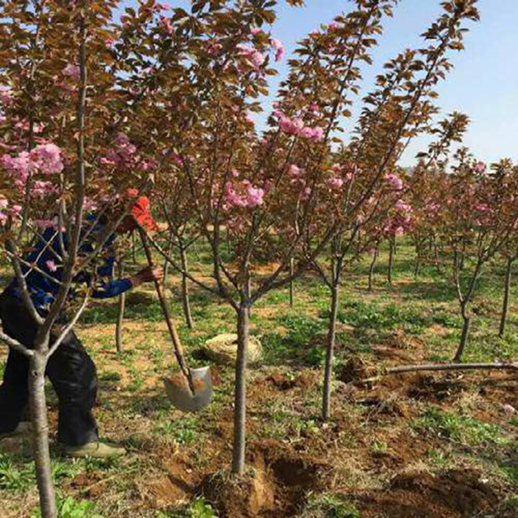 日本红叶樱花种植地 中国红樱花5公分樱花树  基地供应绿化用樱花树  万青园林