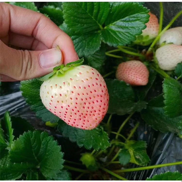草莓苗价格查询 白雪草莓苗批发基地 兴红农业科技有限公司出售草莓苗