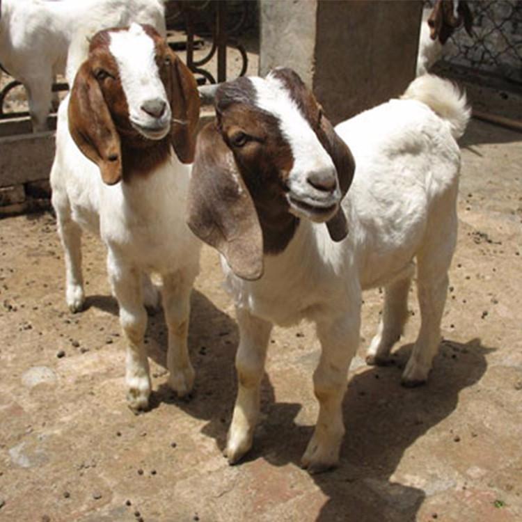 波尔山羊价格 大量供应多种品种波尔山羊 大量出售波尔山羊 现代 批发价格低