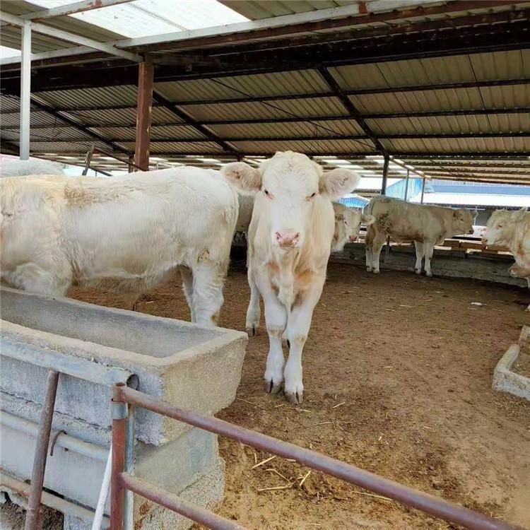 夏洛莱牛肉牛犊价格 供应改良夏洛莱牛 夏洛莱牛养殖场 现代 价格优图片