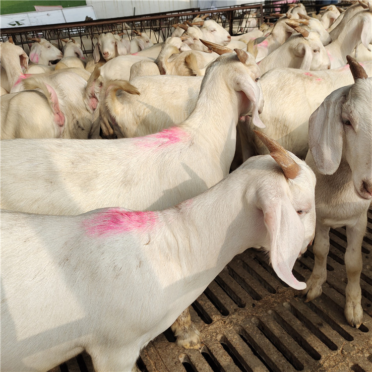 白山羊批发养殖 努比亚黑山羊 波尔山羊羊羔 美国白山羊种羊价格示例图21