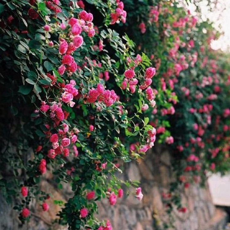 基地直销 各种藤本植物  优质爬墙梅红花蔷薇四季开花 爬墙蔷薇示例图17
