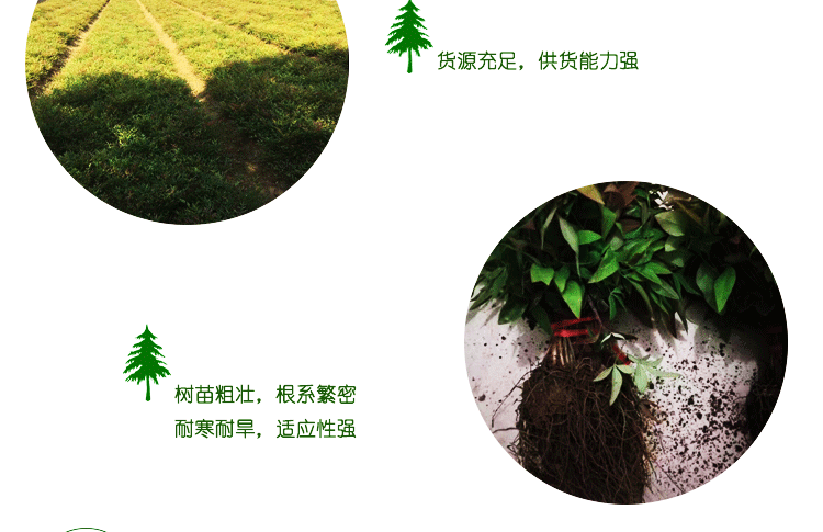 基地批发南天竹 彩色红叶色块绿化树苗 南天竺常绿灌木篱观叶植物示例图7