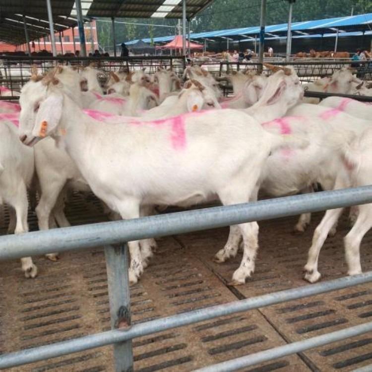 白山羊苗大量批发 现代 养殖场美国白山羊 美国白山羊价格基地 基地养殖