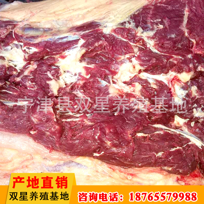 厂家直销 蒙古进口新鲜马肉营养价值高 养殖基地批发 欢迎选购示例图17