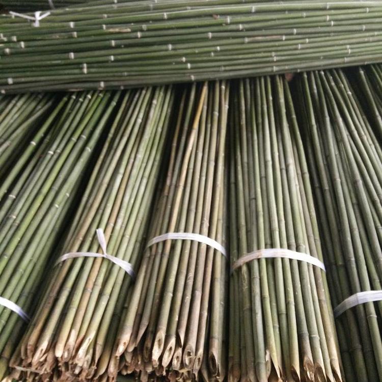 菜架竹价格 菜架竹子批发 大量批发2.7米长种菜用竹子图片