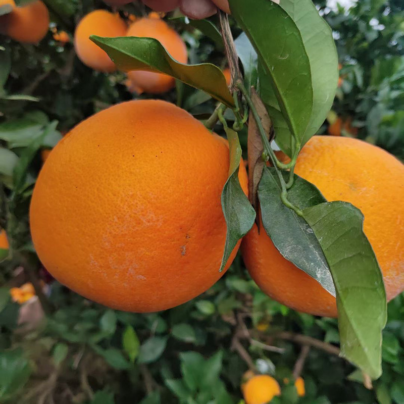 江西赣州 橙子 20斤新鲜脐橙 精品果包邮