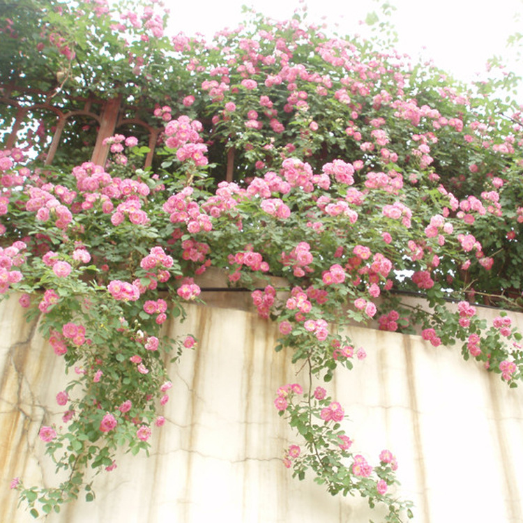 基地直销 各种藤本植物  优质爬墙梅红花蔷薇四季开花 爬墙蔷薇示例图11