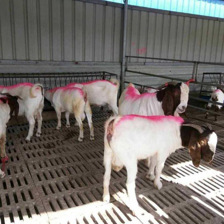 常年出售波尔山羊羊羔 出售波尔山羊量大从优 波尔山羊幼羊大量供应 现代 提前预定