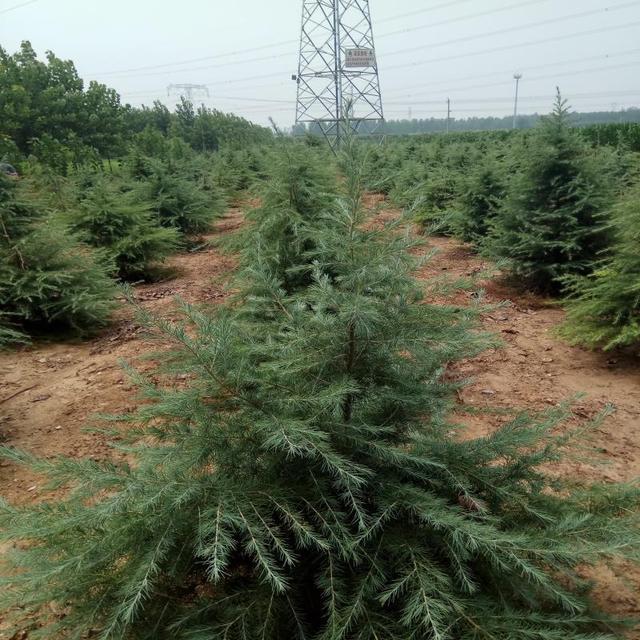 出售云杉 苗木树苗树形饱满保成活 送货可开 3米云杉价格 圣诞树