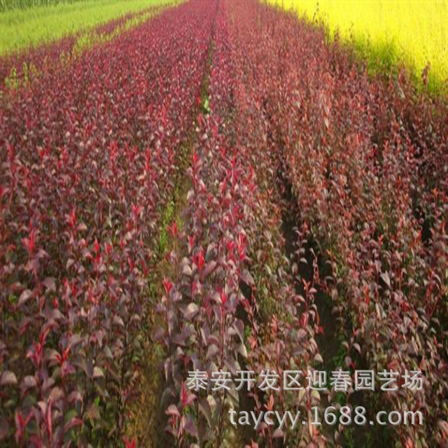 基地自产自销红叶李 大量批发出售易成活紫叶李 5公分红叶李 绿化苗
