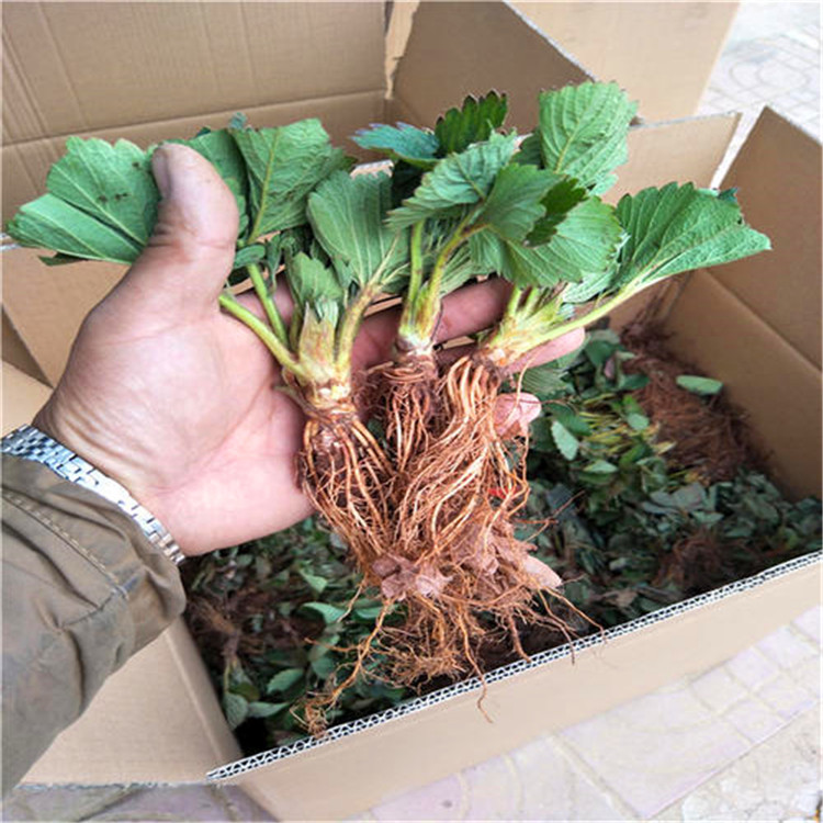 密宝草莓苗 新品种推广 宇浩园艺场 农户种植培育图片