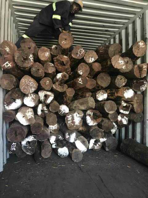 赞比亚血檀非洲檀原木园木圆木木料木材留疤树留