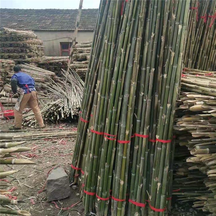 工程绿化树木支撑竹竿 豆角架菜架竹
