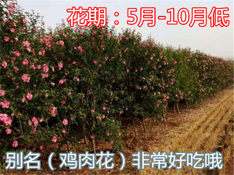 【基地直销】粉色重瓣木槿花树苗当年开花可食用耐寒绿化苗木示例图5