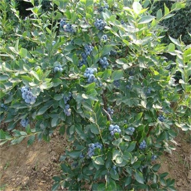 批发1年2年3年蓝莓树 薄雾品种  5年蓝莓树出售  当年结果成活高图片