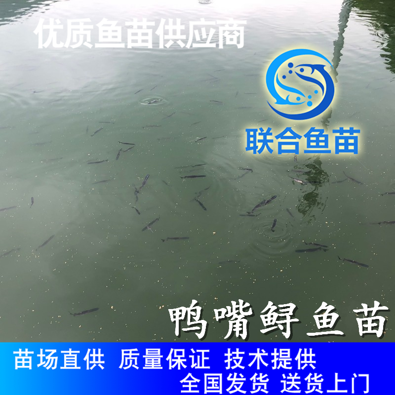 鸭嘴鱼苗炎陵 广东大型鱼苗生产匙吻鲟鱼苗，鸭嘴鱼苗图片