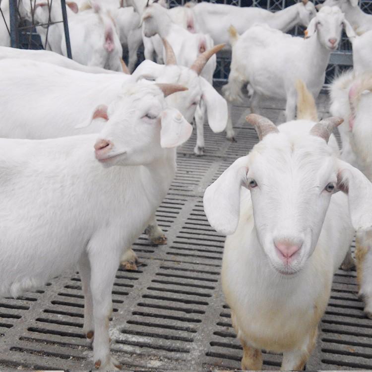白山羊 供应白山羊饲养技术 白山羊羊苗批发 三友 大量出售白山羊 好养活