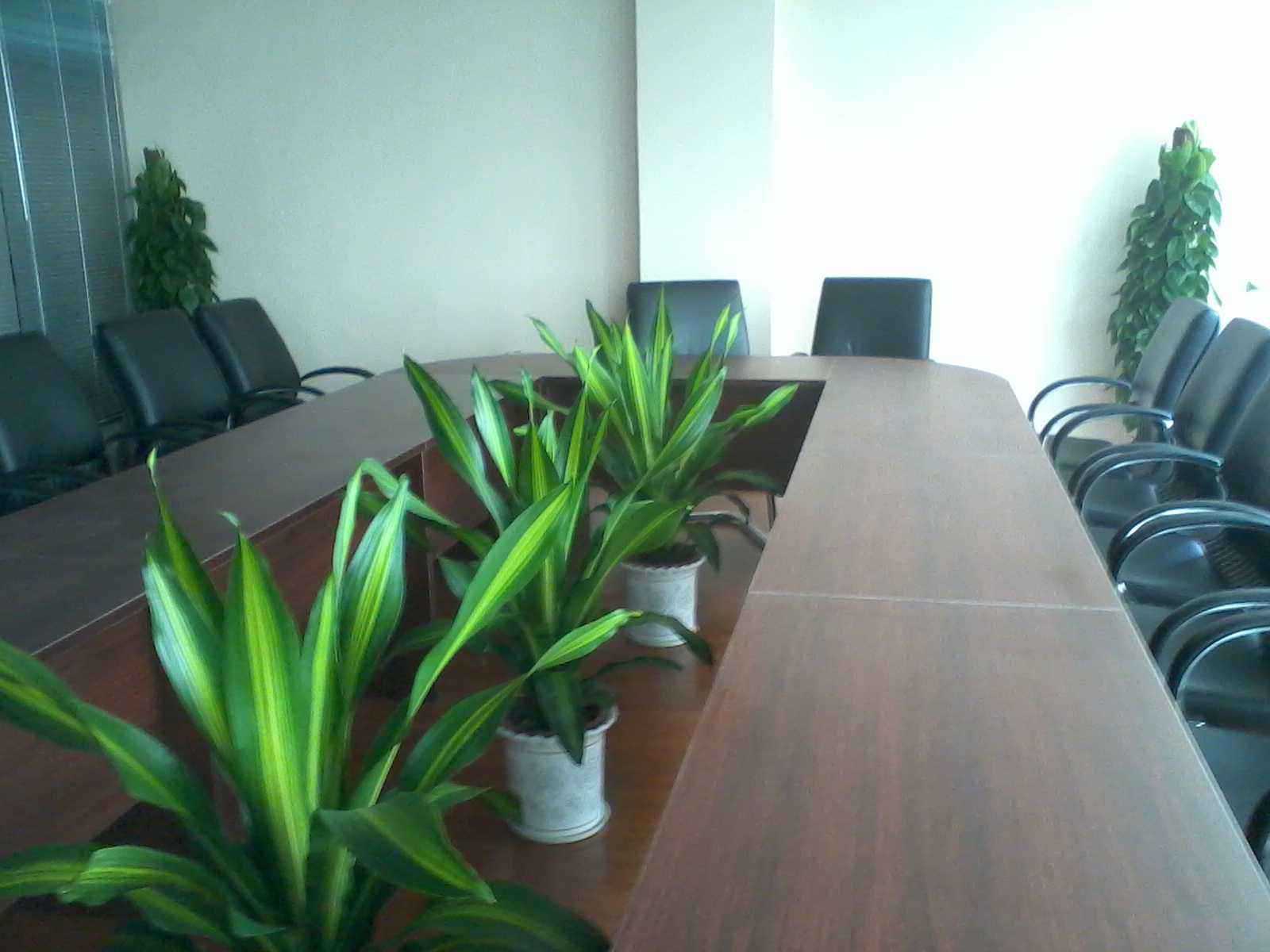 巴西木巴西铁盆栽 办公室室内绿植植物 树盆景绿植吸粉尘绿植示例图5