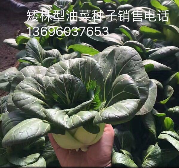 秋赏味矮株型（苏州青系列品种）油菜种子 产量高 小青菜种子图片