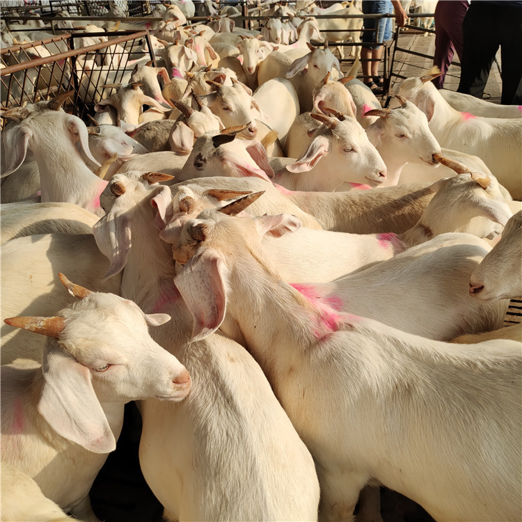 白山羊批发养殖 努比亚黑山羊 波尔山羊羊羔 美国白山羊种羊价格示例图13