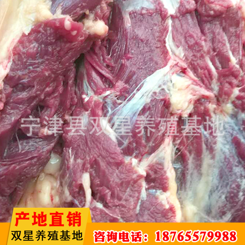 厂家进口蒙古马肉 传统美味食品马后腿肉现场现杀冷冻批发示例图10
