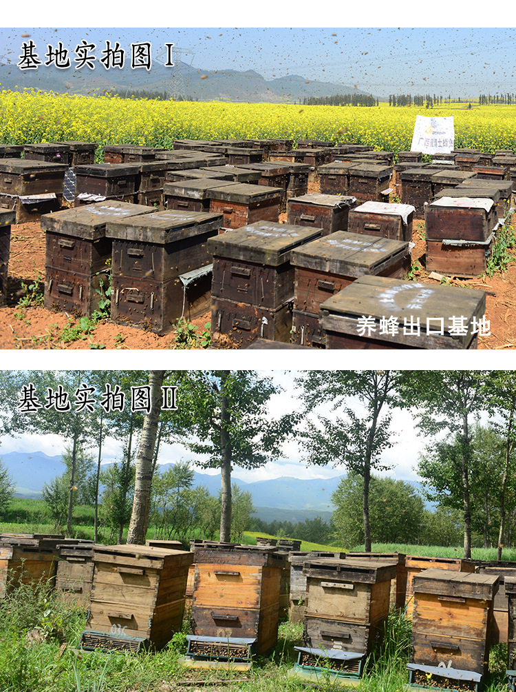 70公斤桶装散装蜂蜜土蜂蜜野生蜜 蜂蜜原料经销批发 出口品质示例图5