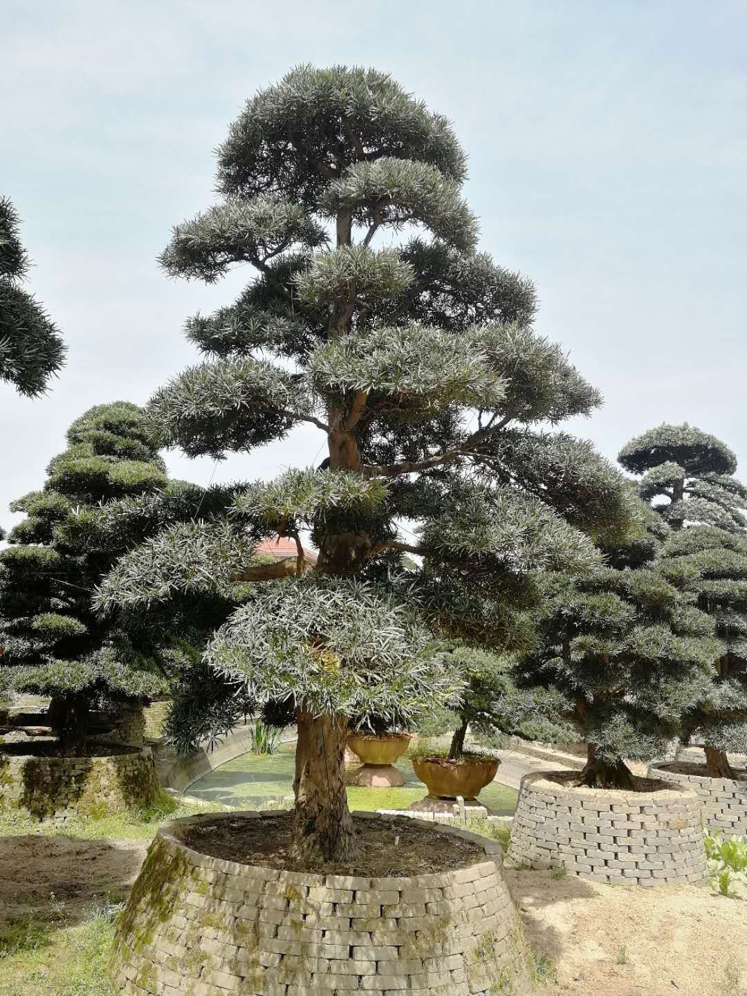大罗汉松树 罗汉松盆景树桩 优质日本罗汉松 多规格货源充足示例图8