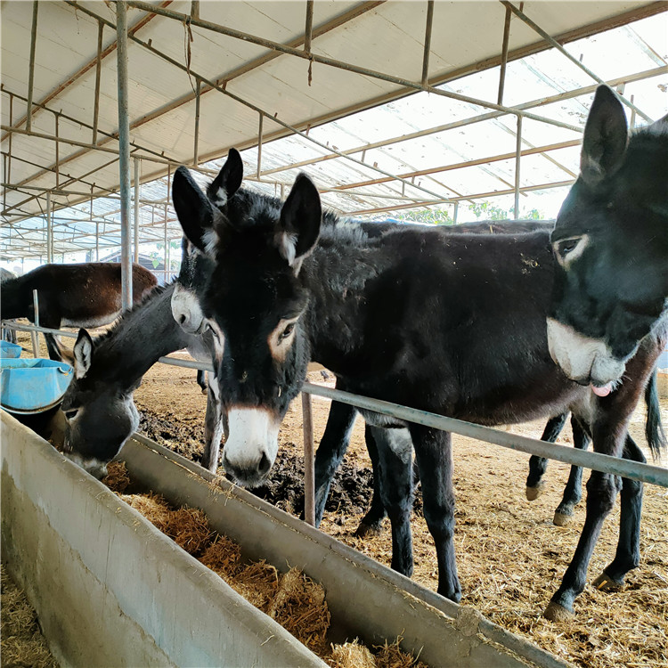 乌头肉驴苗价格 3-6个月小驴苗 肉驴仔改良驴种 乡村牧业 企业认证