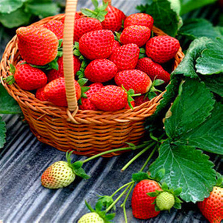巧克力草莓苗 直销一手货 宇浩园艺场 越心草莓苗大型繁育基地